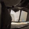 .  Hood(s), Kenworth, 3 available, $950 each, F#H621 - Image 11