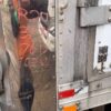 .  Hino 258, 2017, 7.6L, AT-HB, 20ft Reefer, 76in +Side Door, TG, r, O#3771 - Image 23